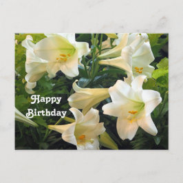 Cartão Postal Lindas Lírios de Páscoa Brancos Foto Floral de Ani
