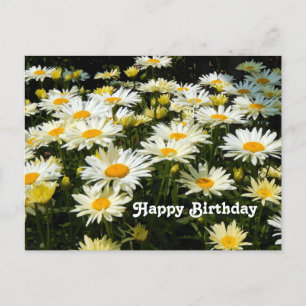 Cartão Postal Lindas Margaridas Brancas Jardim Floral Foto Anive