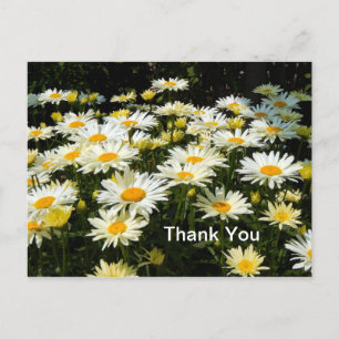 Cartão Postal Lindas Margaridas Brancas Jardim Floral Foto Obrig