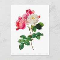Lindas Rosas Brancas e Rosa, de Redoute