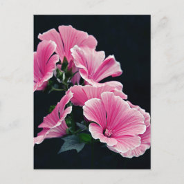 Cartão Postal Lindas Rosas Malva Rosa Jardim Flores