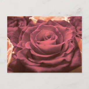Cartão Postal Lindas rosas vermelhas rosa flores fotoromânticas