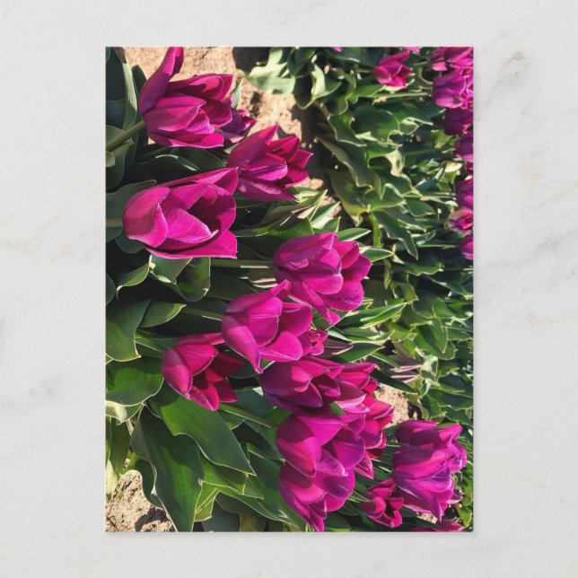 Cartão Postal Lindas Tulipas (Frente)