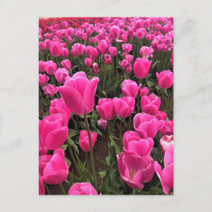Cartão Postal Lindas Tulipas Rosa, Oregon