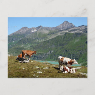 Cartão Postal Lindas Vacas Altas Nas Montanhas