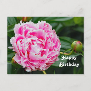 Cartão Postal Lindo Aniversário Floral de Peônia Rosa