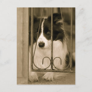 Cartão Postal Lindo cão Border Collie