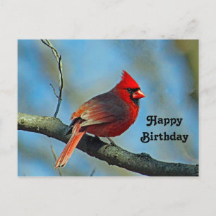 Cartão Postal Lindo Cardinal Vermelho Foto Aniversário