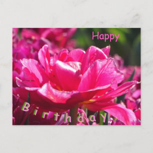 Cartão Postal Lindo cartão-postal de aniversário com tulipa rosa