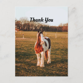 Cartão Postal Lindo Cavalo de Trégua Pintado Marrom Foto Obrigad