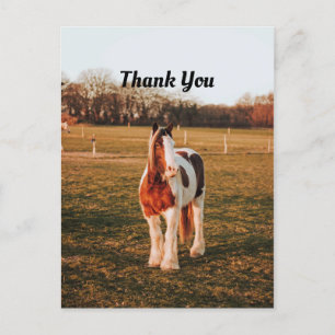 Cartão Postal Lindo Cavalo de Trégua Pintado Marrom Foto Obrigad