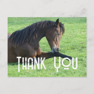 Cartão Postal Lindo Cavalo Marrom Deitado na Grama Obrigado