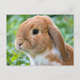 Cartão Postal Lindo Coelho Laranja e Branco