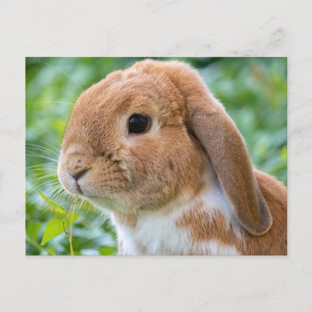 Cartão Postal Lindo Coelho Laranja e Branco (Frente)