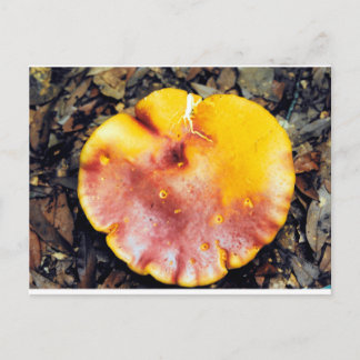 Cartão Postal Lindo Cogumelo