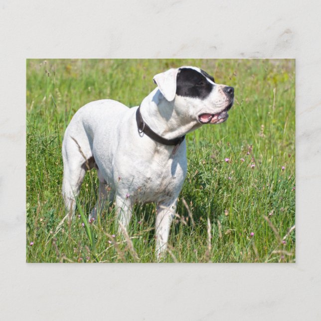 Cartão Postal Lindo Dogo Argentino (Frente)