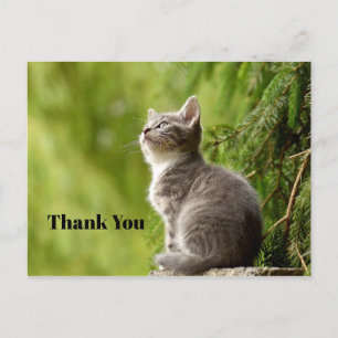 Cartão Postal Lindo Filhote de Gato Cinza Olhando para Cima Foto