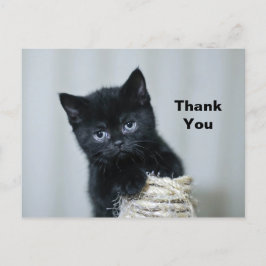 Cartão Postal Lindo Filhote Preto de Gato Cordão Foto Obrigado