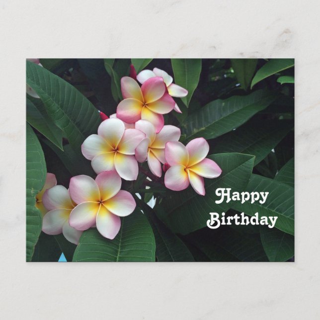Cartão Postal Lindo Floral de Aniversário de Plumeria Rosa e Ama (Frente)