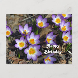 Cartão Postal Lindo Foto de Aniversário Floral de Crocus Roxo