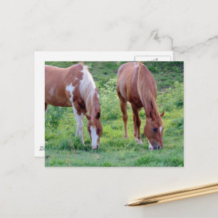 Cartão Postal Lindo Garanhão Sorrel Mare Paint