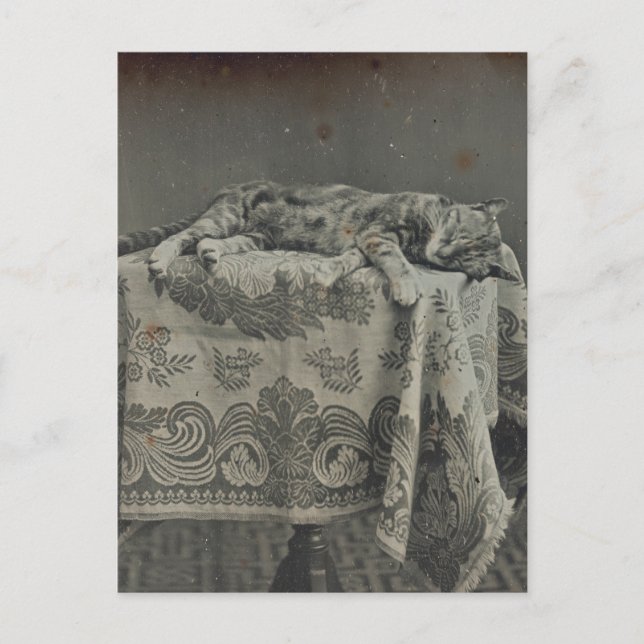 Cartão Postal Lindo Gato Adormecido Cobertor de Fotografia Vinta (Frente)