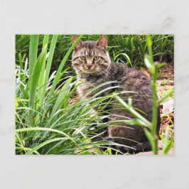 Cartão Postal Lindo Gato Malhado em Foto de Jardim de Grama Post