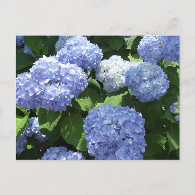 Cartão Postal Lindo Jardim, Foto de Flores de Hortênsia (Frente)