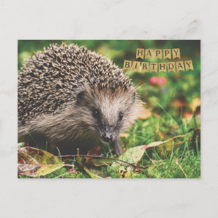 Cartão Postal Lindo ouriço floresta Feliz Aniversário