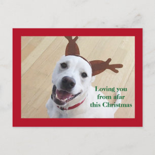 Cartão Postal Lindo Renas Branco Sorridente Cachorro Vermelho Na