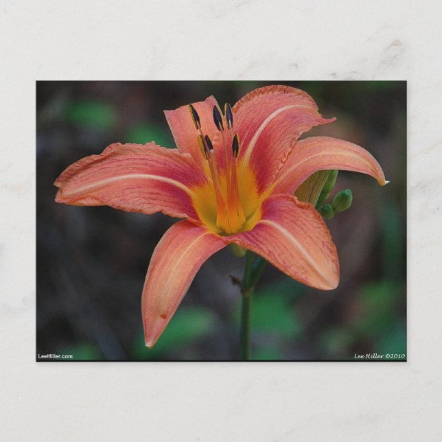 Cartão Postal Lindos Artigos e Presentes de Hemerocallis Cor de  (Frente)