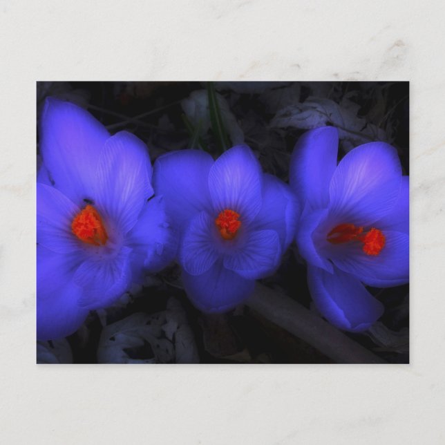 Cartão Postal Lindos Blooms de Crocus Roxo (Frente)