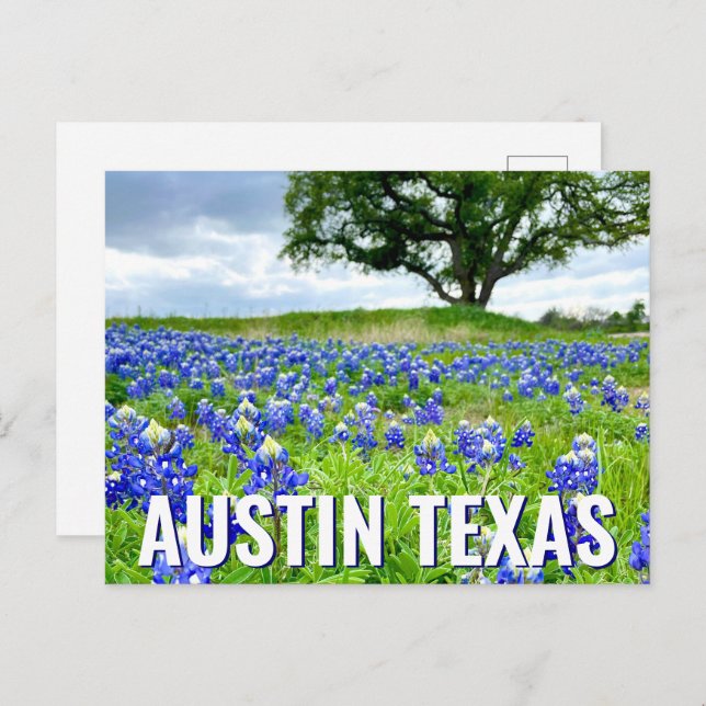 Cartão Postal Lindos Bluebonnets Austin Texas Photoics (Frente/Verso)