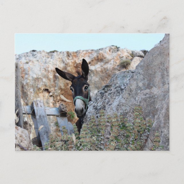 Cartão Postal Lindos Donkey (Frente)