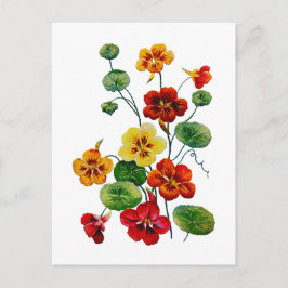 Cartão Postal Lindos e coloridos nastúrbios bordados
