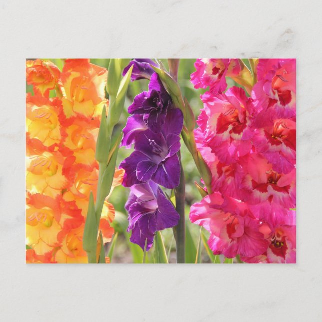 Cartão Postal Lindos Gladiolus Blooms (Frente)