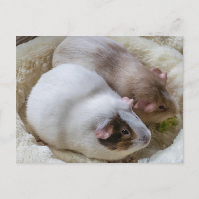 Cartão Postal Lindos porquinhos-da-índia visualizam cartão-posta (Frente)