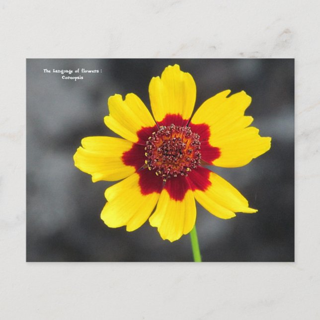 Cartão Postal Língua das flores: Coreopsis (Frente)