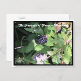 Cartão Postal Língua das flores do Blackberry