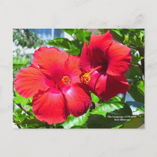 Cartão Postal Língua das flores Red Hibiscus (Frente)