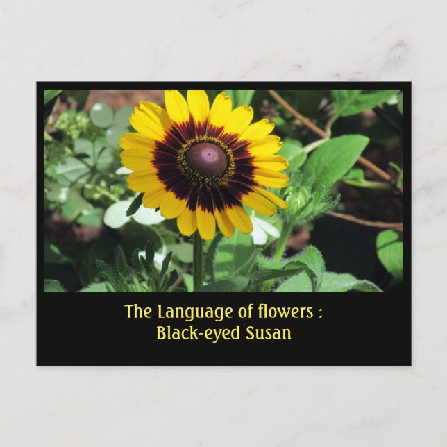 Cartão Postal Língua das Flores: Susano de Olhos Negros (Frente)