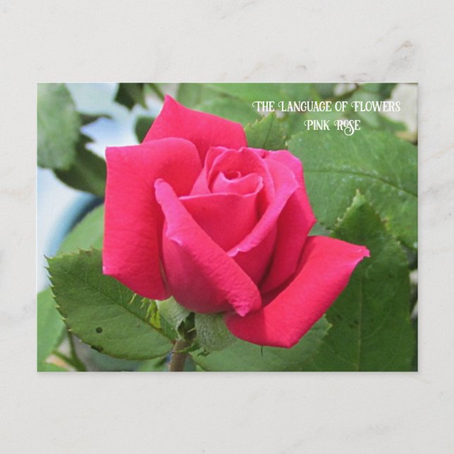 Cartão Postal Linguagem das Flores Rosa Rosa (Frente)