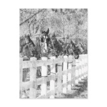 Linha Amish Cavalos Pretos e Brancos