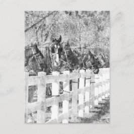 Cartão Postal Linha Amish Cavalos Pretos e Brancos