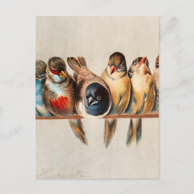 Cartão Postal Linha de aves e pomba (Frente)