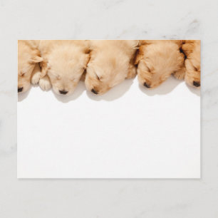 Cartão Postal Linha de Cupias de Retriever de Ouro Dormindo