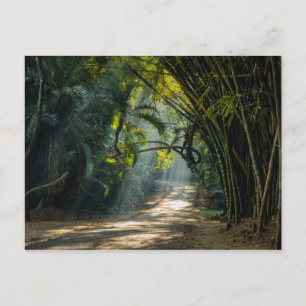 Cartão Postal Linhas de Bambu