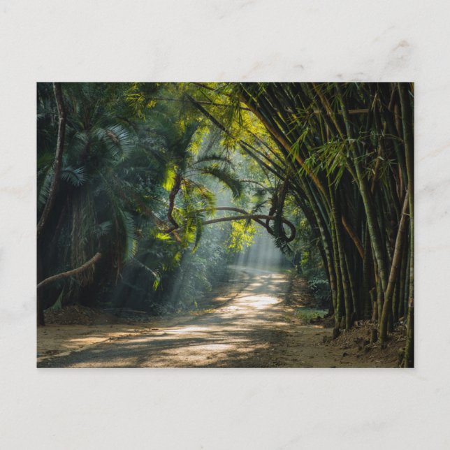 Cartão Postal Linhas de Bambu (Frente)