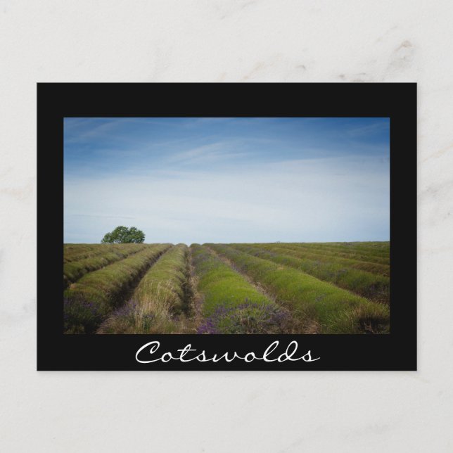 Cartão Postal Linhas de lavanda após a colheita Cartaz preto (Frente)