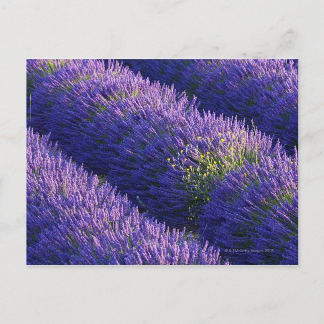 Cartão Postal Linhas de lavanda na floração do cheio (Frente)